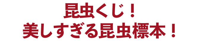昆虫くじ！美しすぎる昆虫標本！