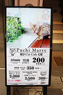 猫カフェpuchimarry 名古屋大須店 大須をトコトン楽しむためのサイト 大須探検隊 テレビ愛知