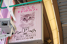 猫カフェpuchimarry 名古屋大須店 大須をトコトン楽しむためのサイト 大須探検隊 テレビ愛知