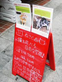 猫カフェ Myキャット 大須をトコトン楽しむためのサイト 大須探検隊 テレビ愛知